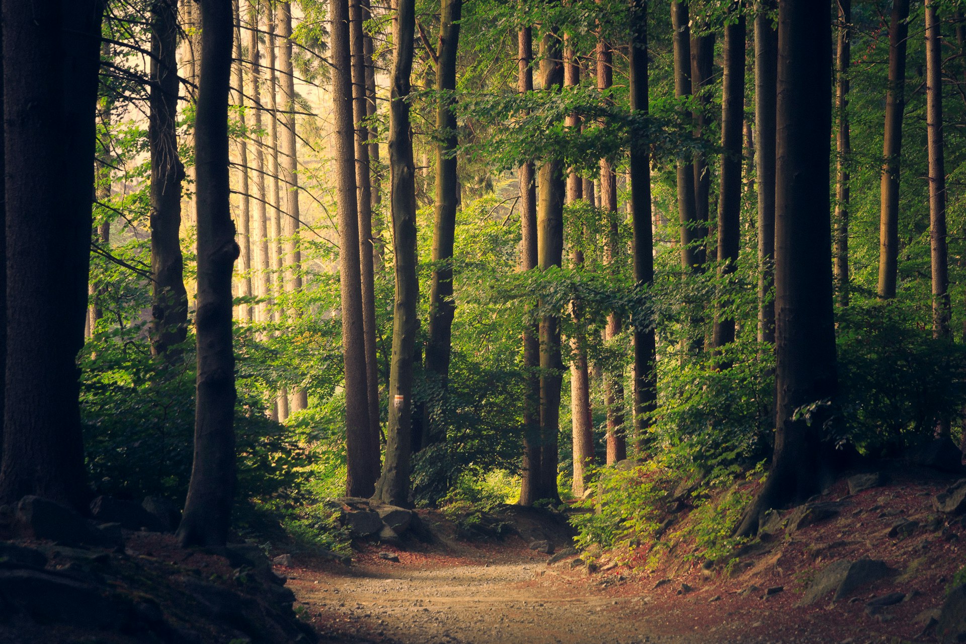 sunlight through green forest leaves